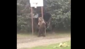 Ce ours se frotte le dos sur un poteau de Panier de Basket dans le jardin !