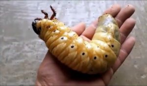 De larve à Scarabée Hercule, évolution incroyable de cet insecte géant