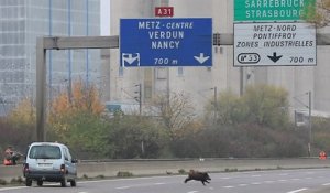 Cinq sangliers à Metz dispositif exceptionnel sur l’A31