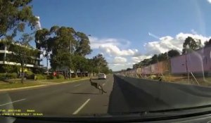 Sur la route il manque d'écraser.. un kangourou qui surgit d'un coup !