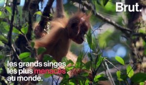 Tout juste découverte, une nouvelle espèce d'orangs-outan déjà en danger