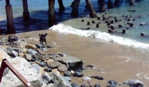 4 chiens débiles contre un banc de de lions de mer