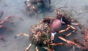 Des centaines de crabes s'en prennent à un pauvre calamar... Mis en pièce en quelques secondes