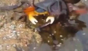Une pieuvre affamée saute hors de l'eau pour attraper un crabe et le manger