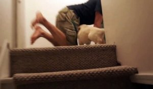 Il montre à son chiot comment descendre les marches d'un escalier