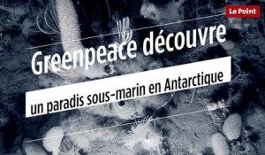 Greenpeace découvre un paradis sous-marin en Antarctique