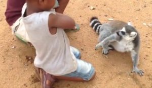 Ce lémuriens lémurien adorable redemande des caresses à ces enfants... Trop mignon