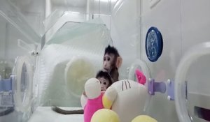Naissance de deux singes clonés en Chine