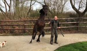 Le crack Ready Cash étalon star