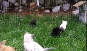 Ces chatons élevés avec des lapins se comportent comme tels et c'est adorable