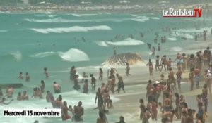 Rio : ils se baignent avec un cadavre de baleine
