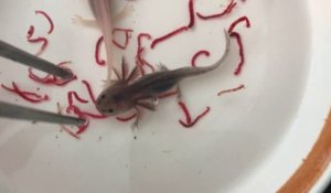 Cet Animal Mysterieux A Le Plus Beau Des Sourires Axolotl Sur Orange Videos