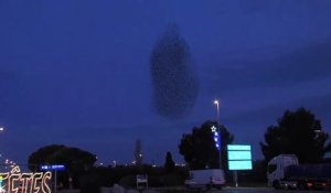 Le ballet des étoutnreaux au dessus des parkings de l'aéroport ce matin