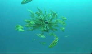 Des centaines de poissons Oligoplites s'en prennent à un poulpe qui passe un sale quart d'heure