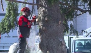 La place Saint-Pierre se prépare pour Noël avec un sapin immense