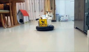 Voici Roomba Cat, le chef de la maison