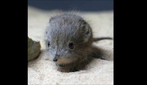 Ce petit animal va vous faire craquer... Trop adorable