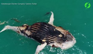 Images incroyables d'une baleine dévorées par des crocodiles et des requins