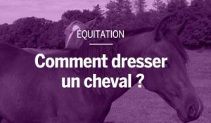 Comment fait-on pour dresser un cheval ?