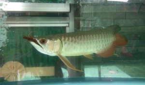 Ce gros poisson dévore un mille-pattes géant - Arowana VS centipede