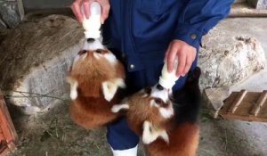 Ces 2 bébés Pandas sont rouges !!