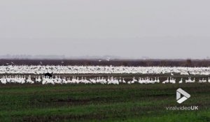 30000 oies s'envolent pour échapper à un ours !