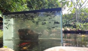 Il a placé un aquarium au milieu de son étang, en suspension au dessus de l'eau!