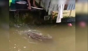 Ce crocodile vient chercher à manger comme un chien... Animal de compagnie un peu dangereux non?