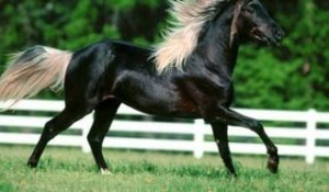 Les races de chevaux les plus rares