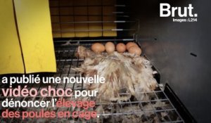 La vidéo choc de L214 pour dénoncer l'élevage de poules en cage