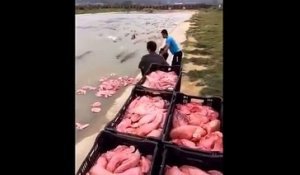 L'heure du repas pour ces centaines de crocodiles affamés! Impressionnant