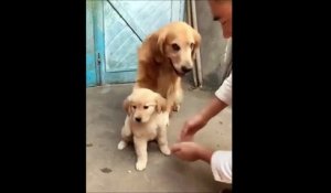 Cette maman chien ne veut pas qu'on touche à son chiot!