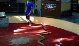 Ce thaïlandais joue avec son cobra royal géant et c'est impressionnant