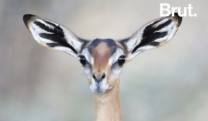 Voici le Gerenuk, la "gazelle-girafe" d'Afrique
