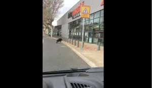 Un sanglier défonce la vitrine d’un Intermarché à Pont-Saint-Esprit