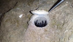 Cette araignée terrifiante a pour habitude de creuser et camoufler son trou avec une trappe : Trapdoor Spider