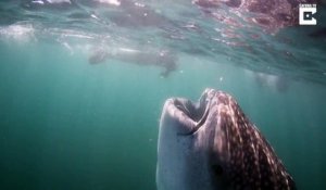 Cet énorme requin baleine de 10m ouvre grand la gueule pour se nourrir !!