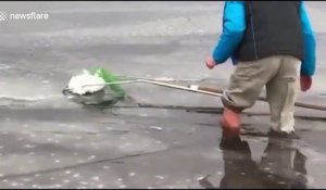 Un homme sauve une chouette des neiges d'un lac gelé