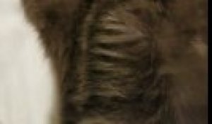 Ce Chat Se Bouche Les Oreilles Quand Son Maitre Le Gronde Sur Orange Videos