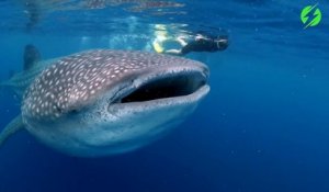 L'expérience magique de nager avec un requin baleine... Des images magnifiques