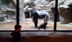 Quand un bébé gorille et un enfant joue ensemble à travers la vitre du zoo... Adorable