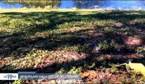Etats-Unis : Le grand froid qui touche même la Floride fait des victimes chez les animaux comme les iguanes ! Regardez
