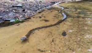 Regardez la longueur de ce serpent qui nage... Incroyable