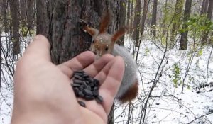 Ces oiseaux et écureuils lui mangent dans la main en pleine nature !