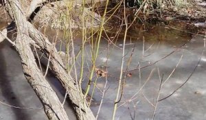 La respiration des alligators quand il fait froid