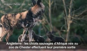 Première sortie des chiots sauvages d'Afrique du zoo de Chester