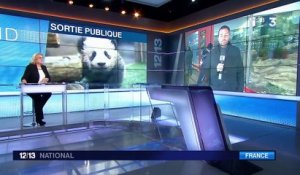 Yuan Meng : des retombées économiques importantes pour le zoo de Beauval