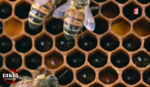 Pesticides : "Quand l'abeille va mal, l'homme va mal"