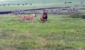 Courageux, ce chien s'en prend à des lions en pleine savane !