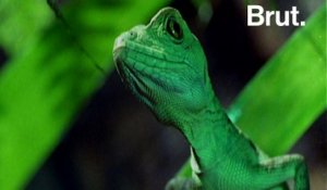 Le "lézard Jésus" peut courir sur l'eau